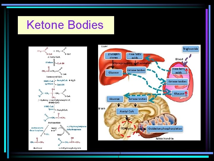 Ketone Bodies 