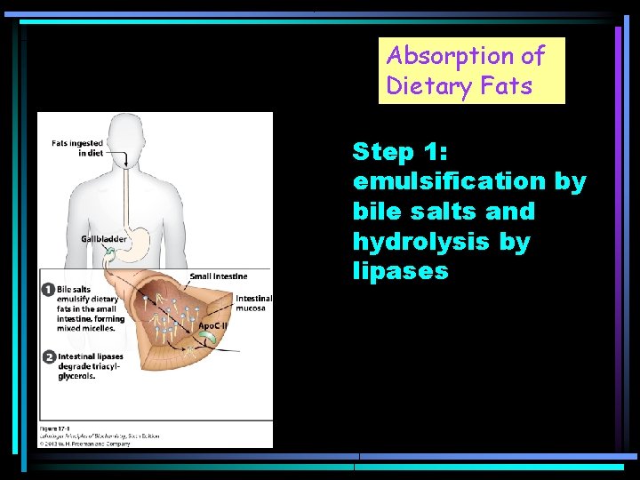 Absorption of Dietary Fats Step 1: emulsification by bile salts and hydrolysis by lipases