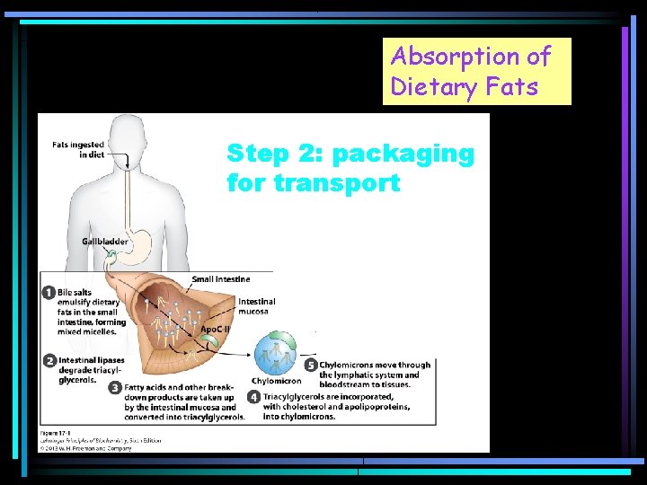 Absorption of Dietary Fats Step 2: packaging for transport 