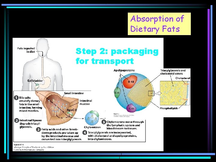 Absorption of Dietary Fats Step 2: packaging for transport 