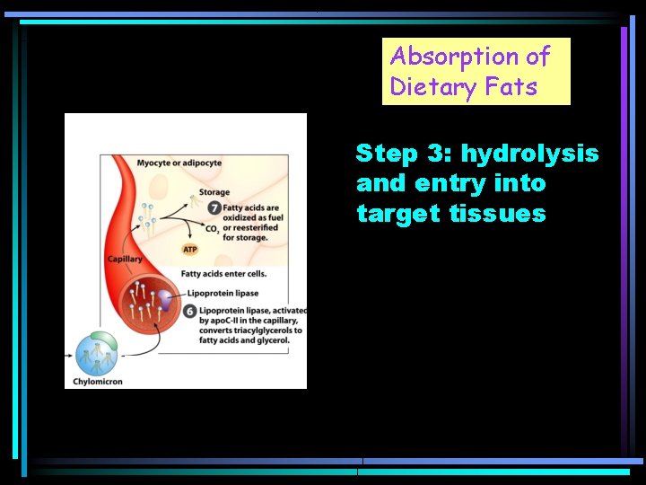 Absorption of Dietary Fats Step 3: hydrolysis and entry into target tissues 