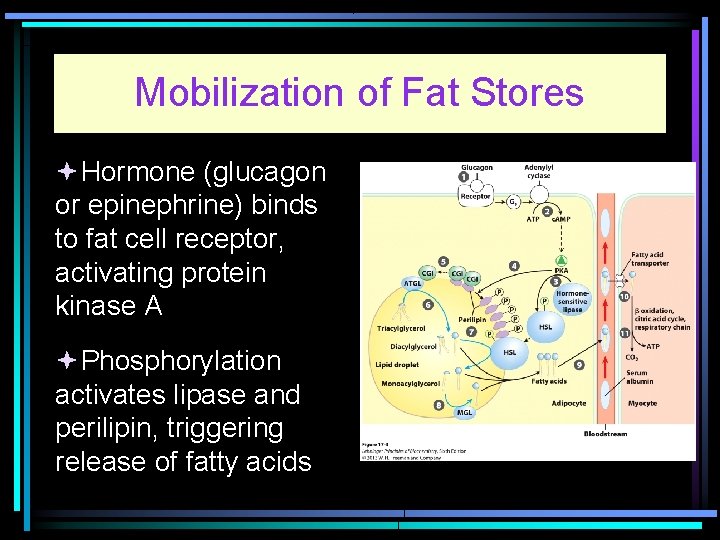 Mobilization of Fat Stores Hormone (glucagon or epinephrine) binds to fat cell receptor, activating