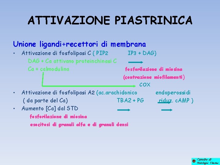 ATTIVAZIONE PIASTRINICA Unione ligandi+recettori di membrana • Attivazione di fosfolipasi C ( PIP 2