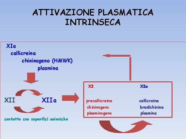 ATTIVAZIONE PLASMATICA INTRINSECA XIa callicreina chininogeno (HMWK) plasmina XI XIIa contatto con superfici anioniche