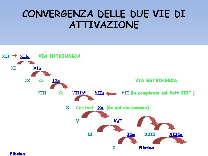 CONVERGENZA DELLE DUE VIE DI ATTIVAZIONE XIIa XI VIA INTRINSECA XIa IX Ca VIII