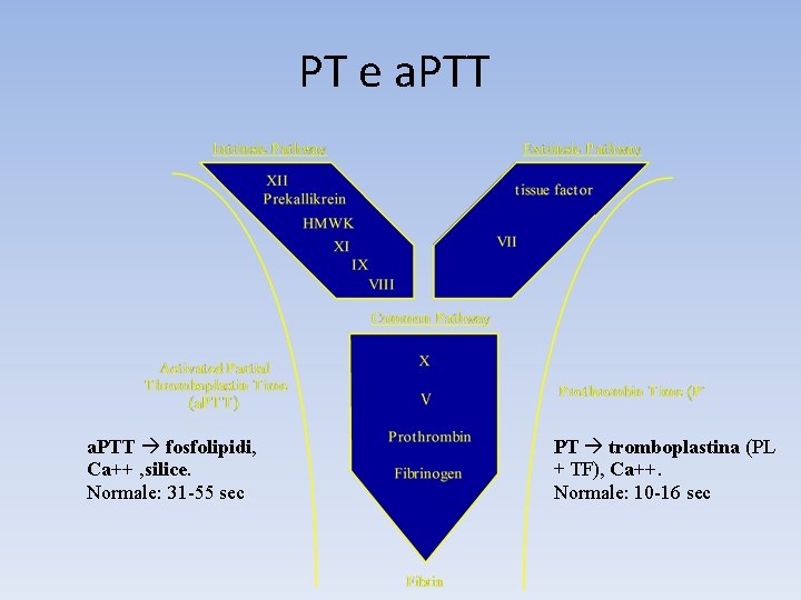 PT e a. PTT fosfolipidi, Ca++ , silice. Normale: 31 -55 sec PT tromboplastina