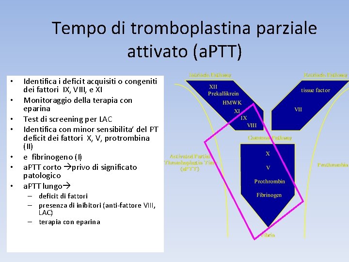 Tempo di tromboplastina parziale attivato (a. PTT) • • Identifica i deficit acquisiti o