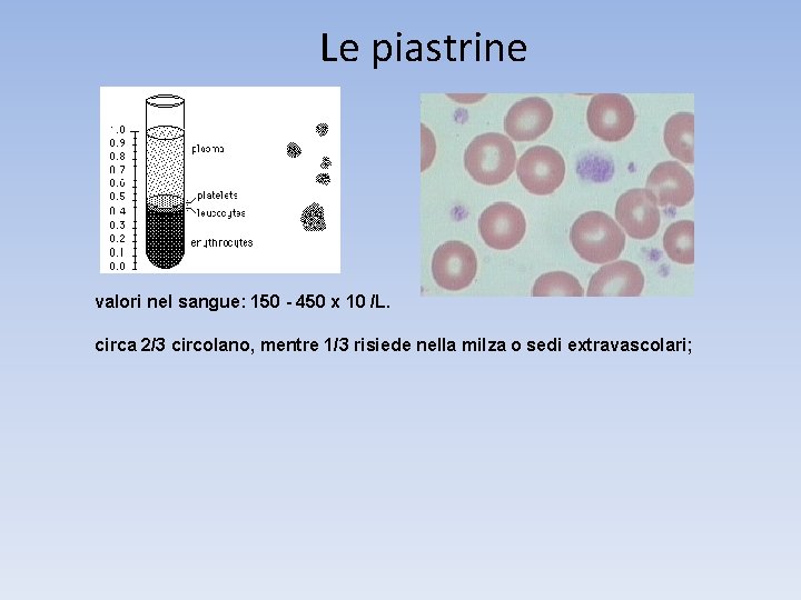 Le piastrine valori nel sangue: 150 - 450 x 10 /L. circa 2/3 circolano,