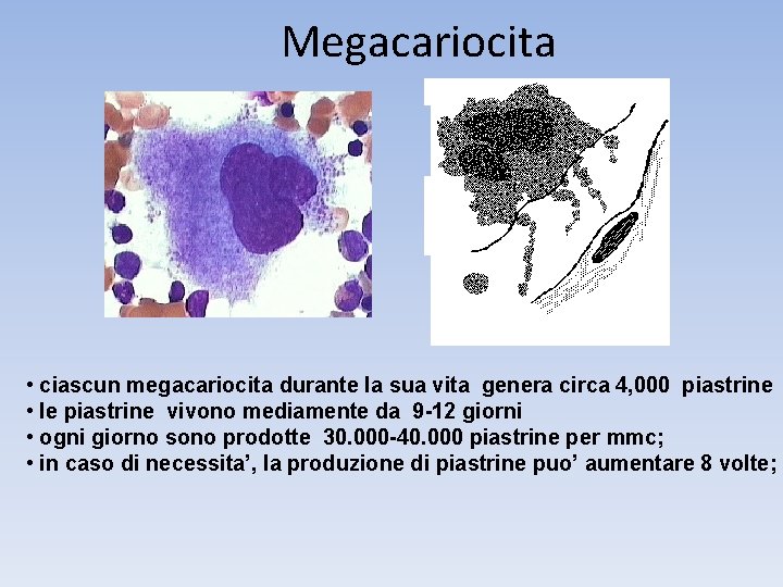 Megacariocita • ciascun megacariocita durante la sua vita genera circa 4, 000 piastrine •