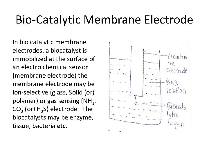 Bio-Catalytic Membrane Electrode In bio catalytic membrane electrodes, a biocatalyst is immobilized at the