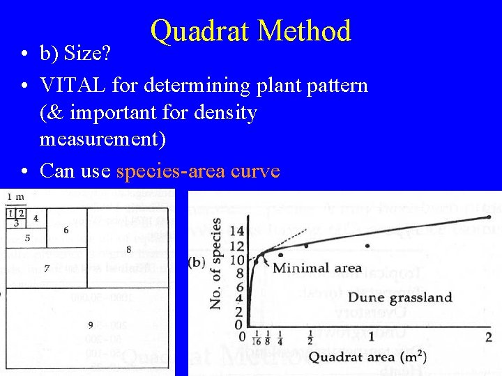 Quadrat Method • b) Size? • VITAL for determining plant pattern (& important for