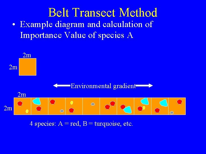 Belt Transect Method • Example diagram and calculation of Importance Value of species A