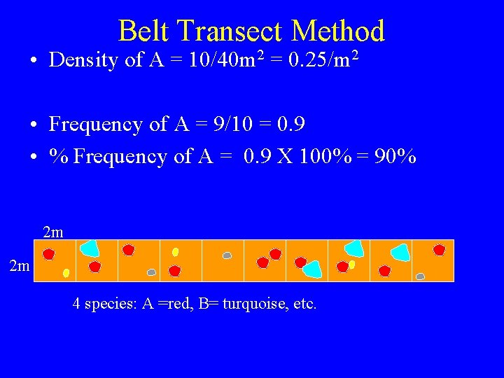 Belt Transect Method • Density of A = 10/40 m 2 = 0. 25/m