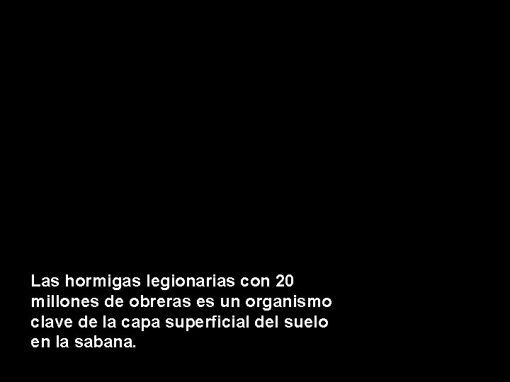 Las hormigas legionarias con 20 millones de obreras es un organismo clave de la