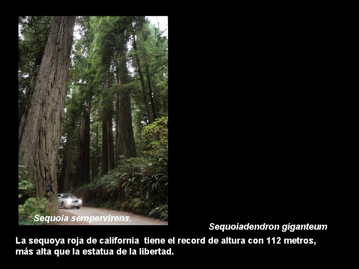 ¿CUANTAS ESPECIES HAY Sequoia sempervirens, Sequoiadendron giganteum La sequoya roja de california tiene el