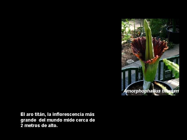 ¿CUANTAS ESPECIES HAY Amorphophallus titanum El aro titán, la inflorescencia más grande del mundo