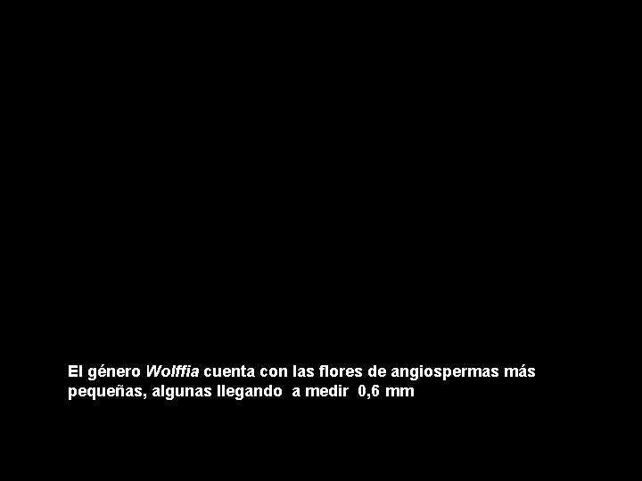 ¿CUANTAS ESPECIES HAY El género Wolffia cuenta con las flores de angiospermas más pequeñas,