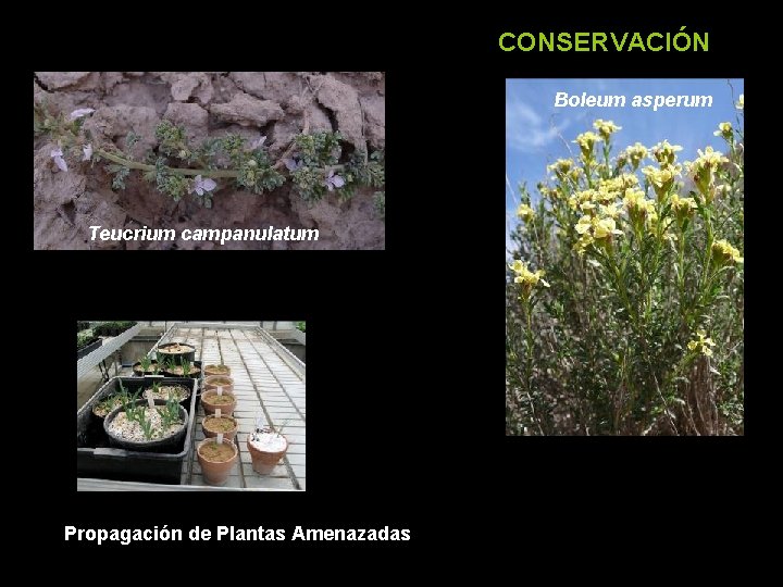 CONSERVACIÓN Boleum asperum Teucrium campanulatum ¿CUANTAS ESPECIES HAY Propagación de Plantas Amenazadas 