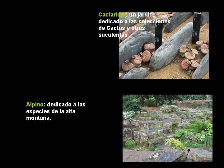 Cactarium: un jardín dedicado a las colecciones de Cactus y otras suculentas ¿CUANTAS ESPECIES