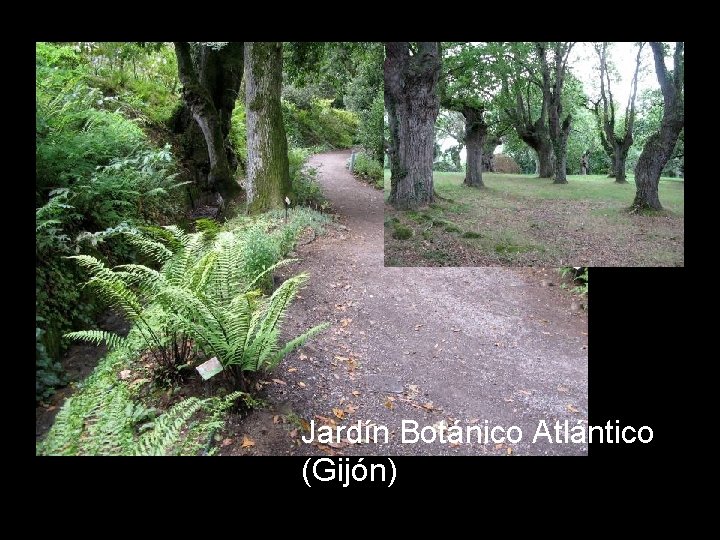 ¿CUANTAS ESPECIES HAY Jardín Botánico Atlántico (Gijón)) 