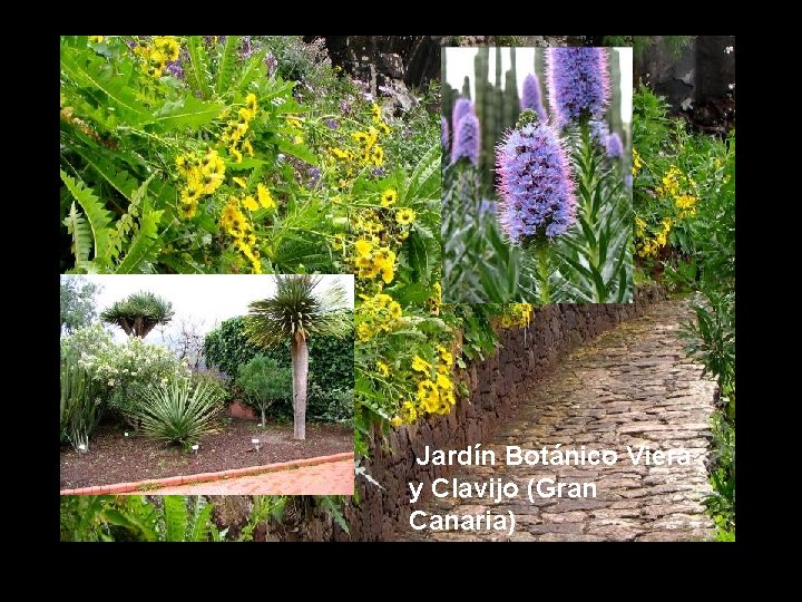 ¿CUANTAS ESPECIES HAY )Jardín Botánico Viera y Clavijo (Gran Canaria) 