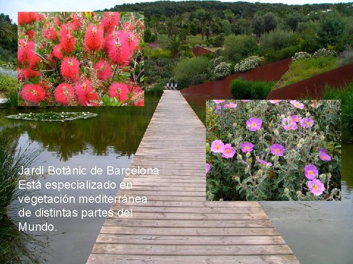 ¿CUANTAS ESPECIES HAY Jardí Botànic de Barcelona Está especializado en vegetación mediterránea de distintas