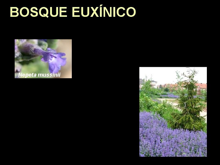 BOSQUE EUXÍNICO Nepeta mussinii 