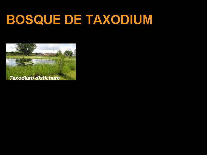 BOSQUE DE TAXODIUM Taxodium distichum 