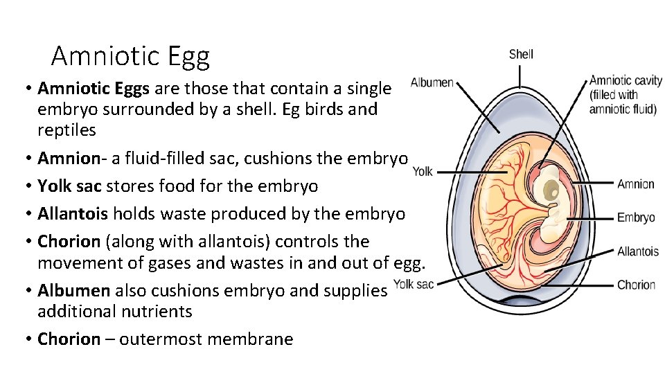 Amniotic Egg • Amniotic Eggs are those that contain a single embryo surrounded by