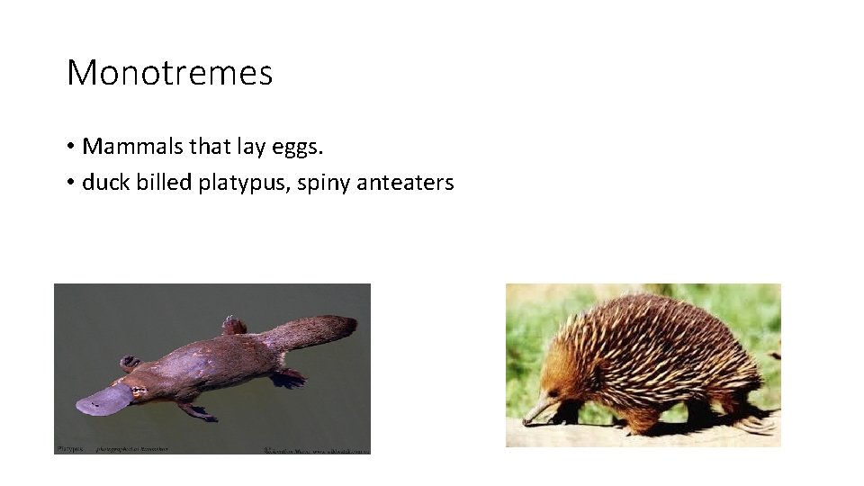 Monotremes • Mammals that lay eggs. • duck billed platypus, spiny anteaters 