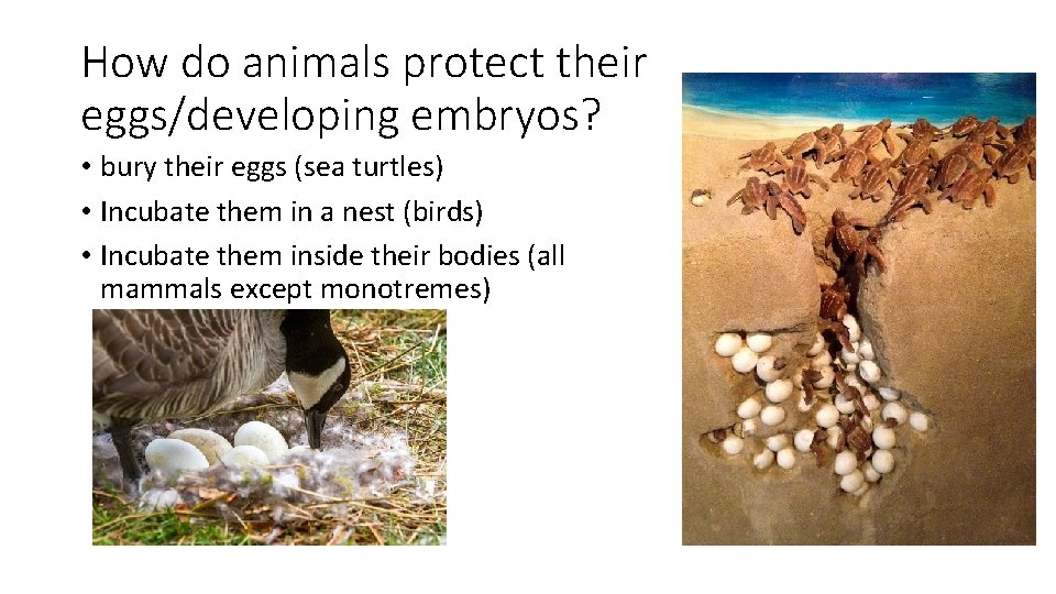 How do animals protect their eggs/developing embryos? • bury their eggs (sea turtles) •
