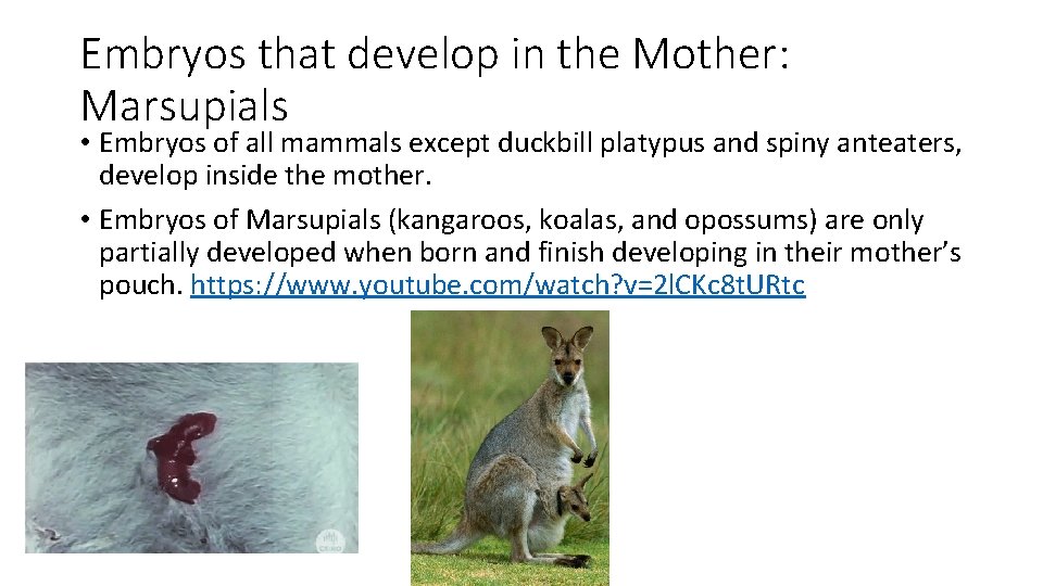 Embryos that develop in the Mother: Marsupials • Embryos of all mammals except duckbill