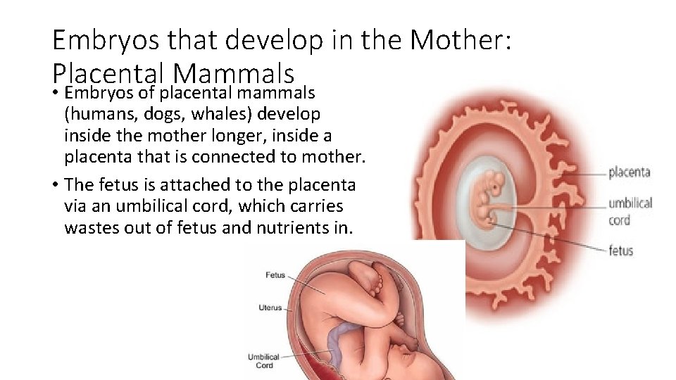 Embryos that develop in the Mother: Placental Mammals • Embryos of placental mammals (humans,