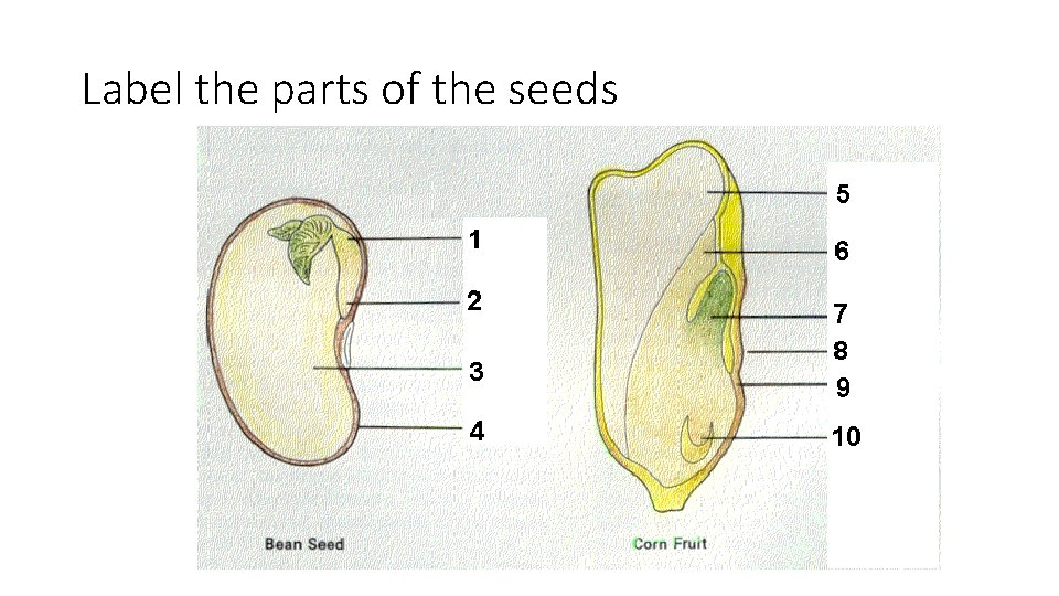 Label the parts of the seeds 