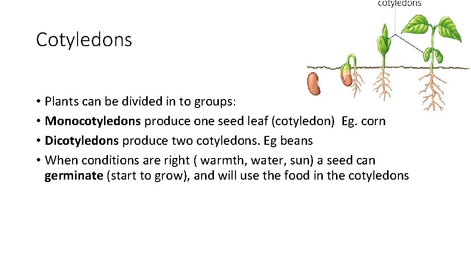 Cotyledons • Plants can be divided in to groups: • Monocotyledons produce one seed