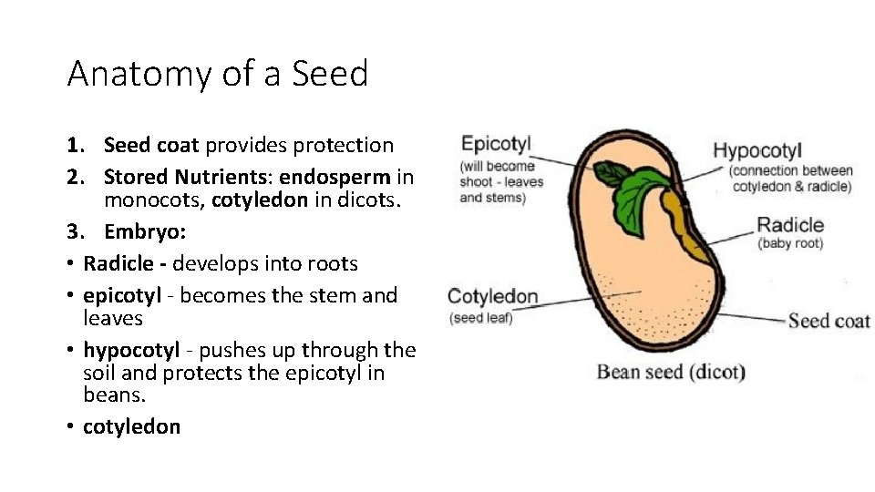 Anatomy of a Seed 1. Seed coat provides protection 2. Stored Nutrients: endosperm in