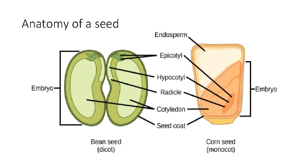Anatomy of a seed 
