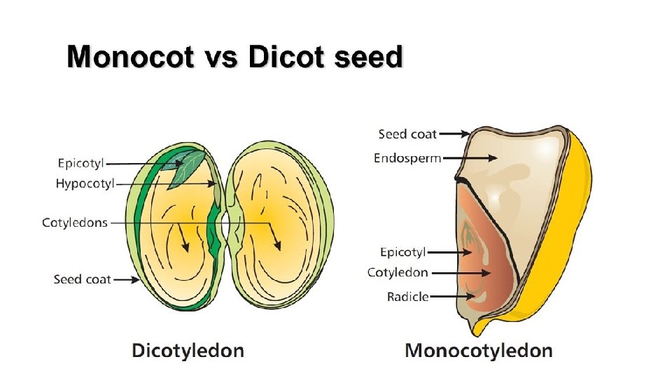 Monocotyledons Eg. corn 