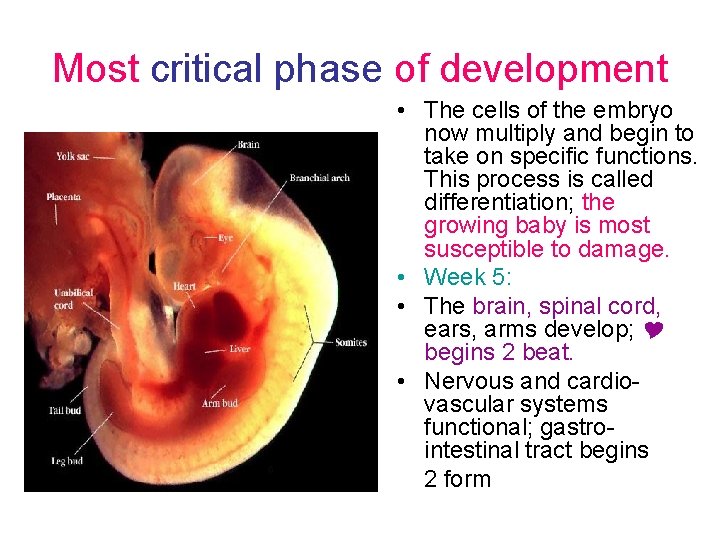 Most critical phase of development • The cells of the embryo now multiply and
