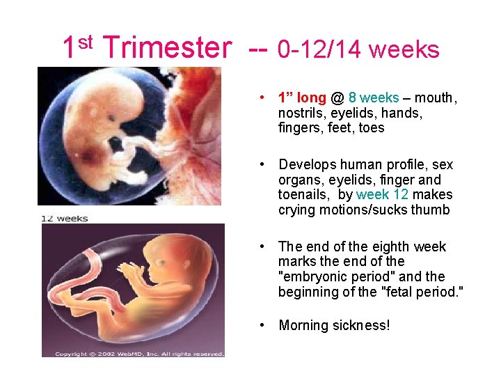 1 st Trimester -- 0 -12/14 weeks • 1” long @ 8 weeks –