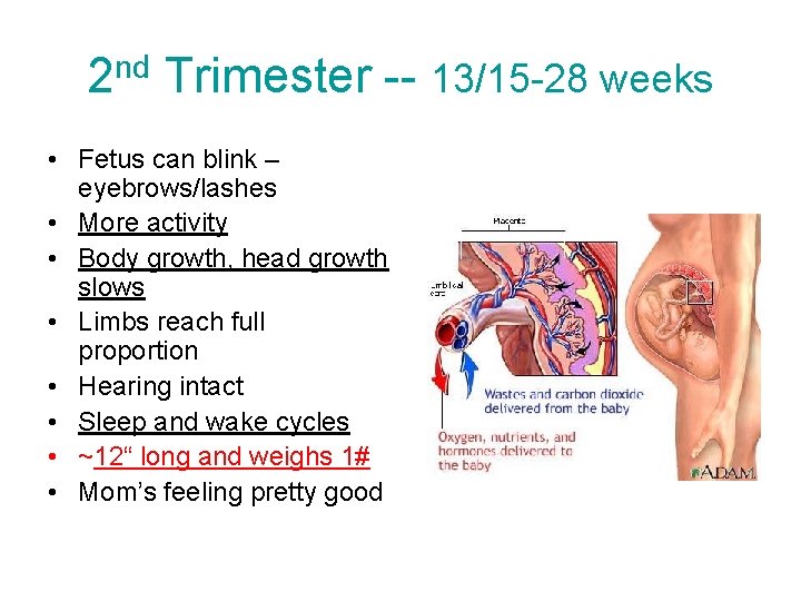 2 nd Trimester -- 13/15 -28 weeks • Fetus can blink – eyebrows/lashes •
