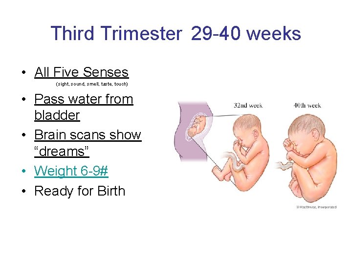 Third Trimester 29 -40 weeks • All Five Senses (sight, sound, smell, taste, touch)