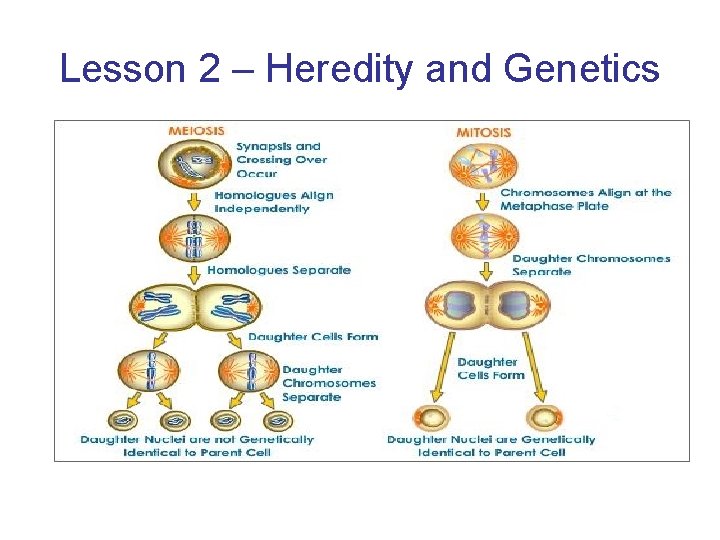 Lesson 2 – Heredity and Genetics 