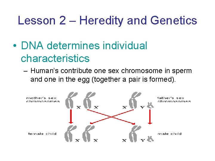 Lesson 2 – Heredity and Genetics • DNA determines individual characteristics – Human’s contribute
