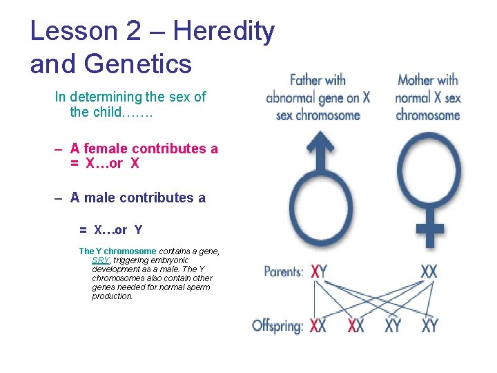 Lesson 2 – Heredity and Genetics In determining the sex of the child……. –