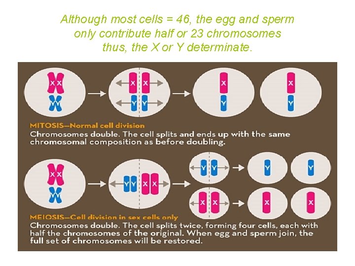 Although most cells = 46, the egg and sperm only contribute half or 23