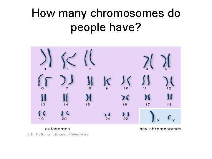 How many chromosomes do people have? 