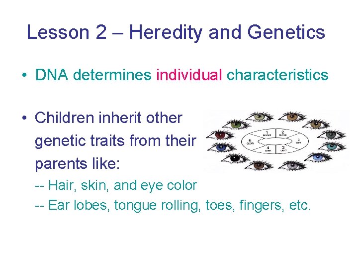 Lesson 2 – Heredity and Genetics • DNA determines individual characteristics • Children inherit