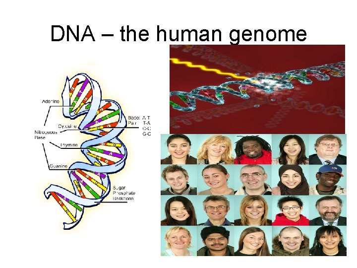DNA – the human genome 