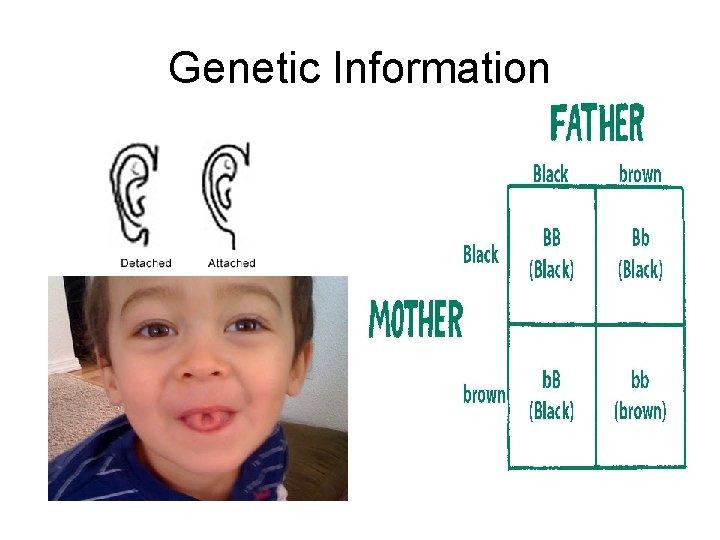 Genetic Information 